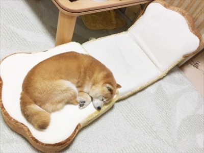 豆柴こむぎの部屋