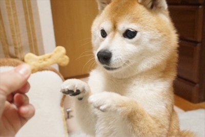 豆柴こむぎの部屋