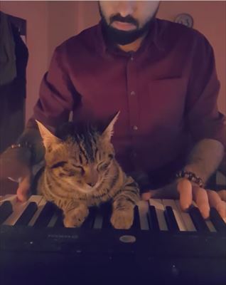 猫 ピアノ