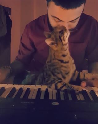 猫 ピアノ