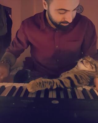 猫 ピアノ
