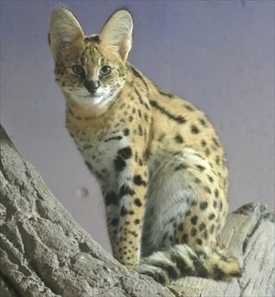 のんほいパーク・サーバルキャット