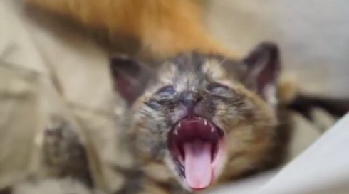 里親募集 動画 壮大 猫