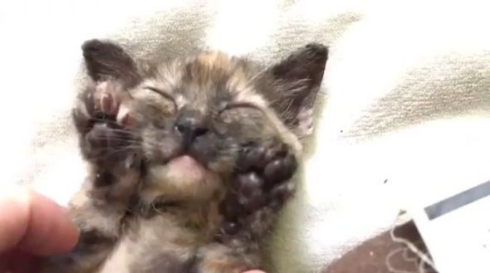 里親募集 動画 壮大 猫