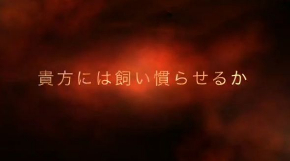 里親募集 動画 壮大 猫