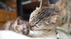 里親募集 動画 壮大 猫