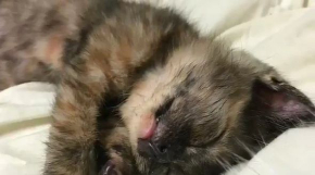 里親募集 動画 壮大 猫