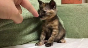 里親募集 動画 壮大 猫