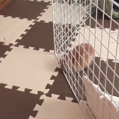 うさぎ脱走の瞬間