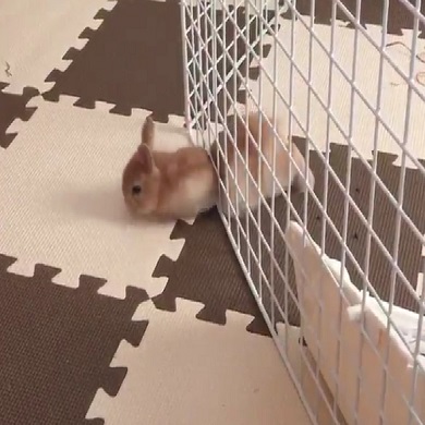 うさぎ脱走の瞬間