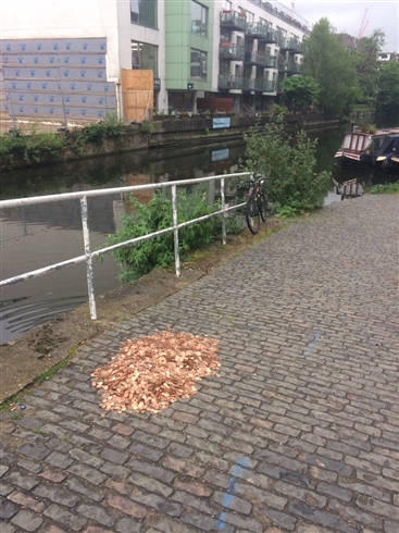 1万5000枚のコインが落ちてたらどうする？　ロンドンで行われた「社会実験」が話題に