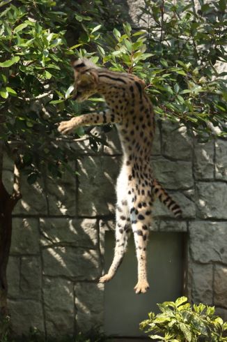 多摩動物公園 サーバルキャット リアルすしざんまい
