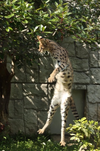 多摩動物公園 サーバルキャット リアルすしざんまい