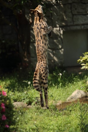 多摩動物公園 サーバルキャット リアルすしざんまい
