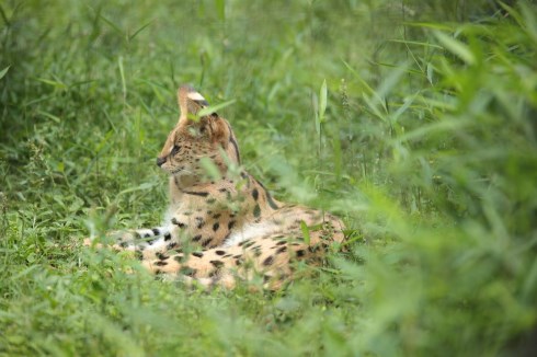 多摩動物公園 サーバルキャット リアルすしざんまい