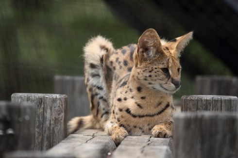 多摩動物公園 サーバルキャット リアルすしざんまい