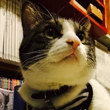 猫のいる本屋キャッツ・ミャウ・ブックス