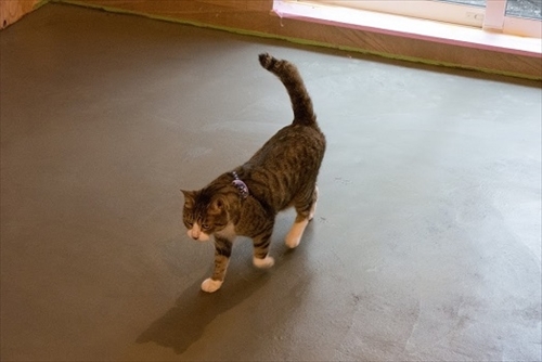 猫のいる本屋キャッツ・ミャウ・ブックス