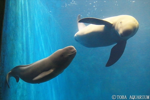 鳥羽水族館スナメリ
