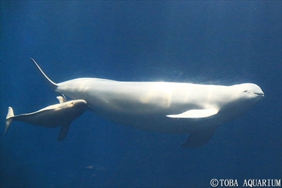 鳥羽水族館スナメリ