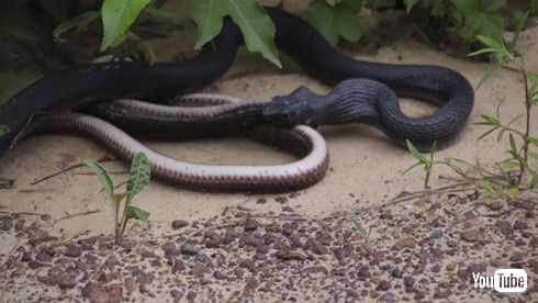 ヘビを吐くヘビ