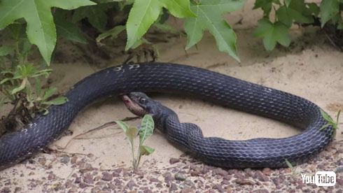 ヘビを吐くヘビ