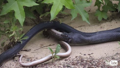 ヘビを吐くヘビ