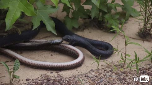 ヘビを吐くヘビ