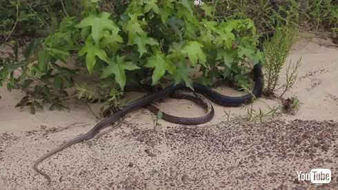 ヘビを吐くヘビ