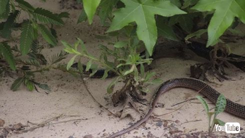 ヘビを吐くヘビ