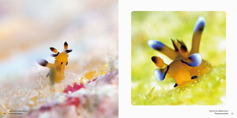 ウデフリツノザヤウミウシ