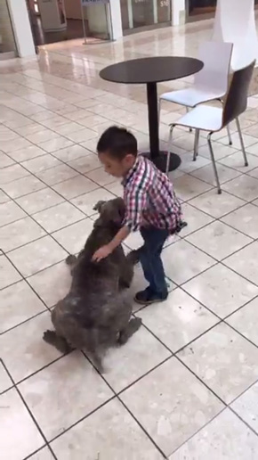 殺処分寸前から警察犬になったピットブル