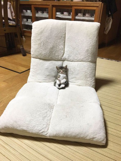 座椅子子猫