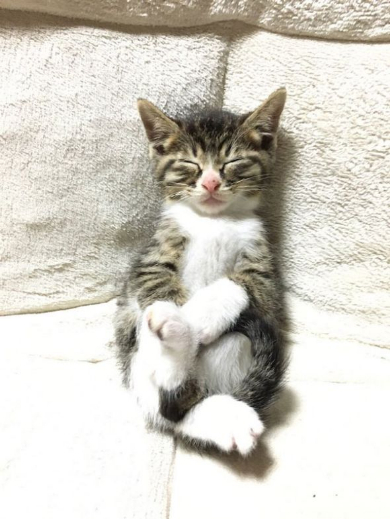 子猫 座椅子 テレビ 眠る