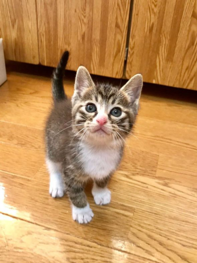 子猫 座椅子 テレビ 眠る