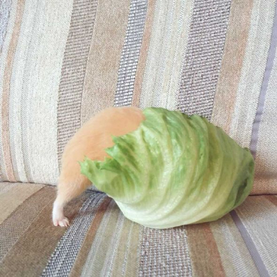 レタス ハムスター 食べられてる