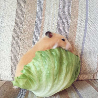 レタス ハムスター 食べられてる