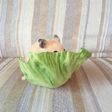 レタス ハムスター 食べられてる