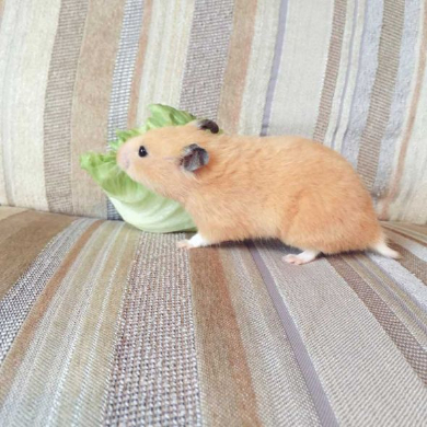 レタス ハムスター 食べられてる