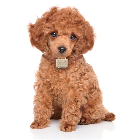 タカラトミーが犬用ウェアラブルデバイスを発表　1万頭以上のデータを駆使、ついでに飼い主のカロリー計算も