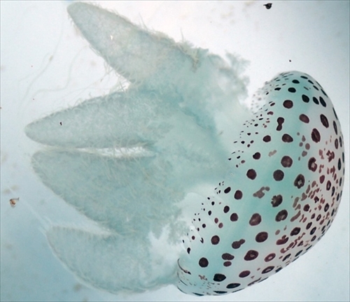 ヒョウガライトヒキクラゲ