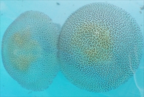 ヒョウガライトヒキクラゲ