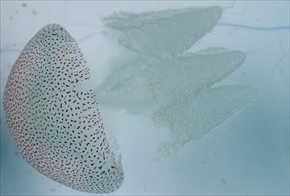 ヒョウガライトヒキクラゲ