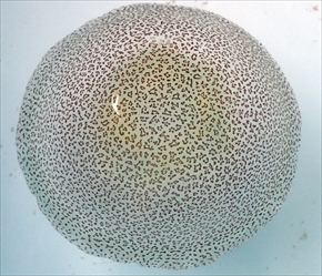 ヒョウガライトヒキクラゲ