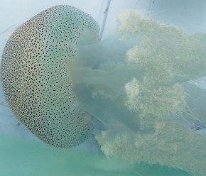 ヒョウガライトヒキクラゲ