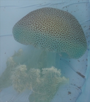 ヒョウガライトヒキクラゲ