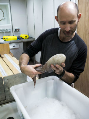顔のない魚” オーストラリアの深海で発見 | ねとらぼ