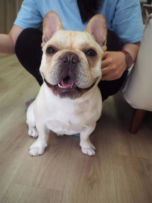 犬の保育園