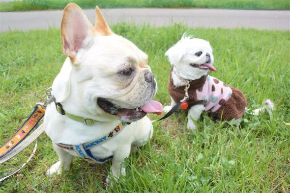 犬の保育園