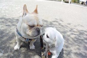 犬の保育園